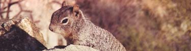 Rock Squirrel